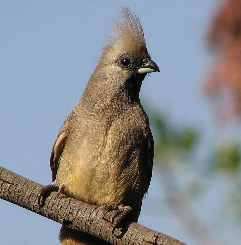 muisvoel bolyf.jpg - Gevlekte Muisvoel protret  Coluis striatus 35 cm ( Speckled Mousebird)